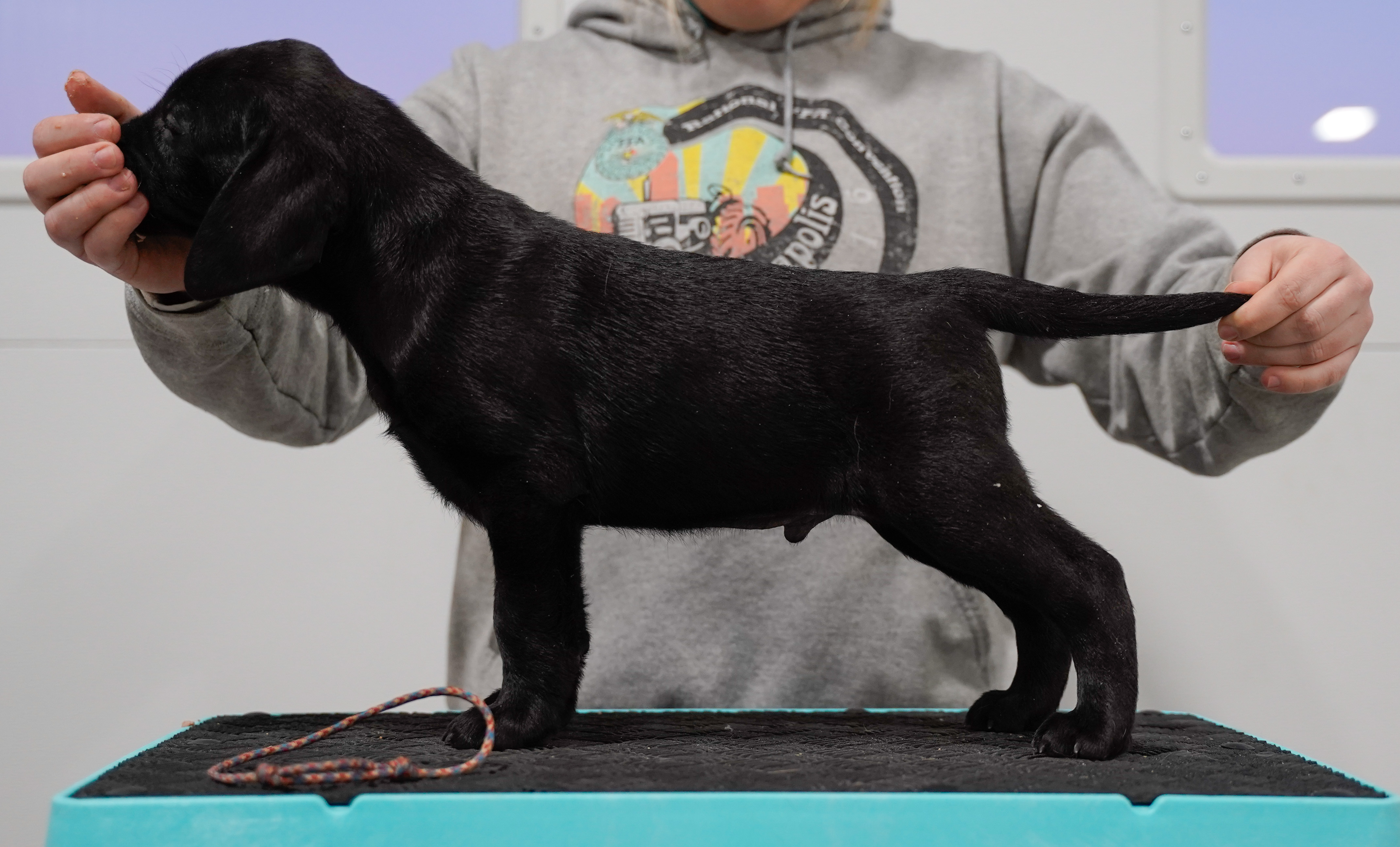 Breezy's Stacked Stats | Black Labrador Retriver