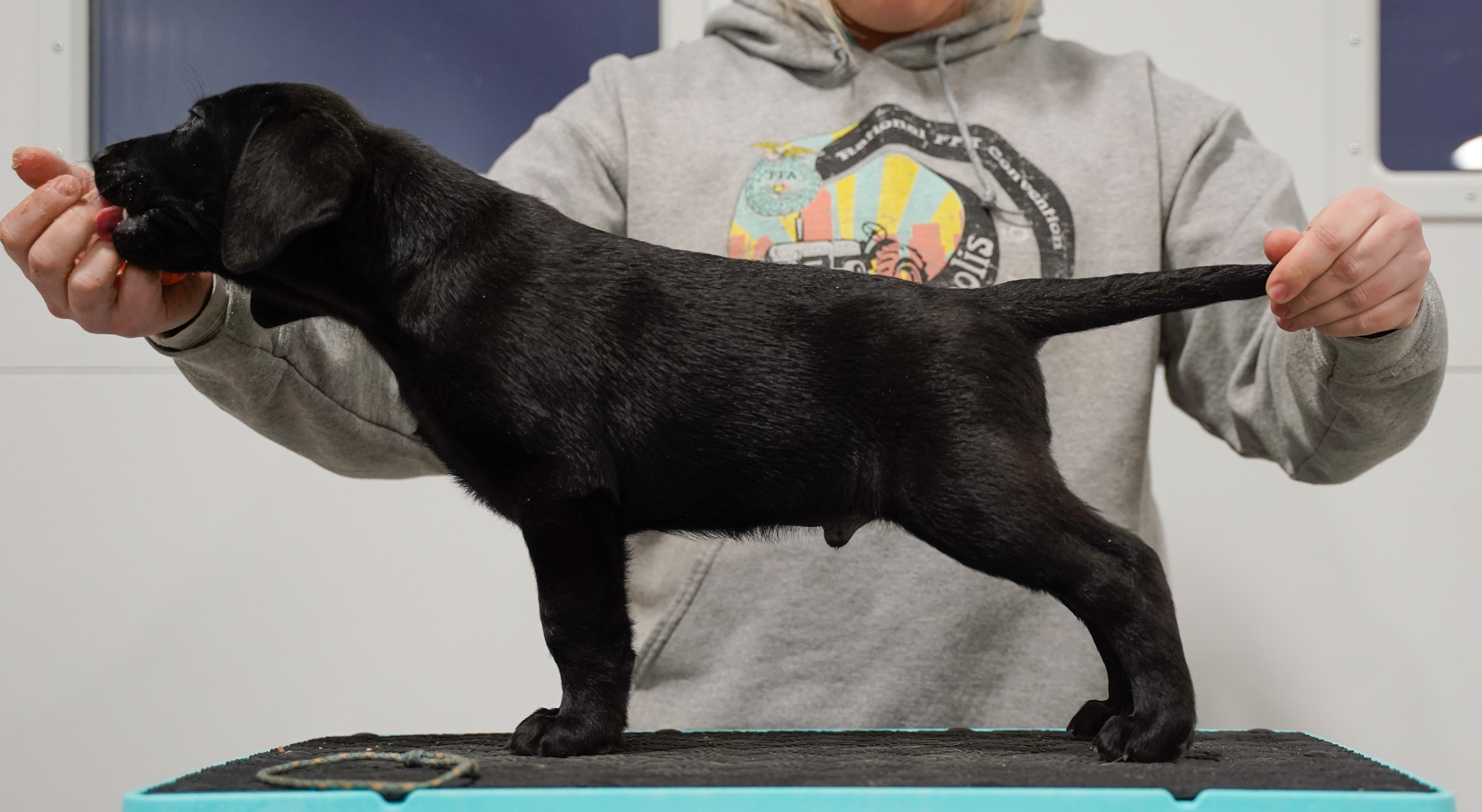 Breezy's The Playmaker | Black Labrador Retriver