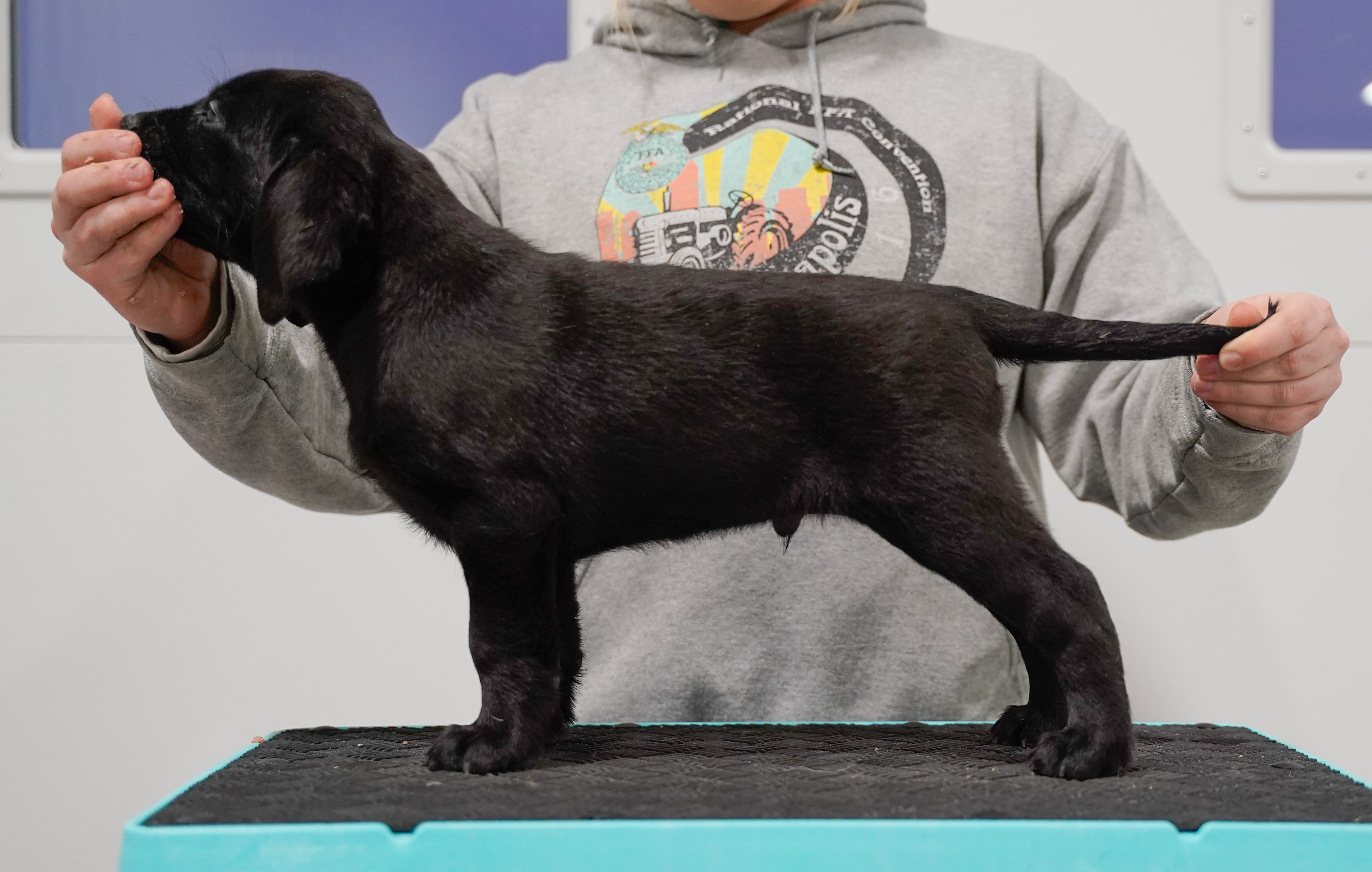 Breezy's Wide Retriever | Black Labrador Retriver