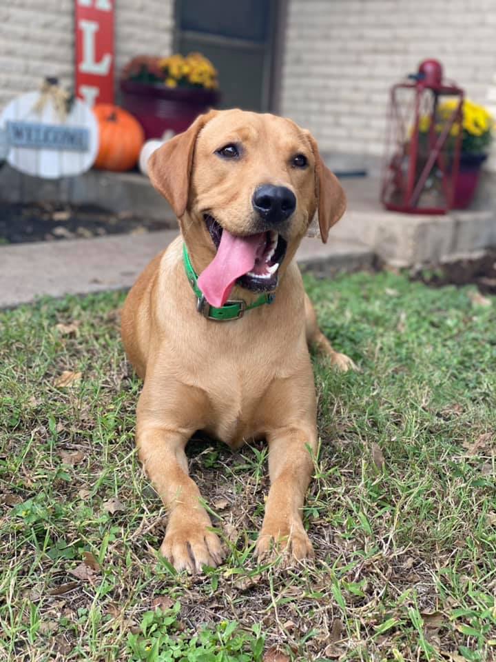 Newlander's After Shock | Yellow Labrador Retriver