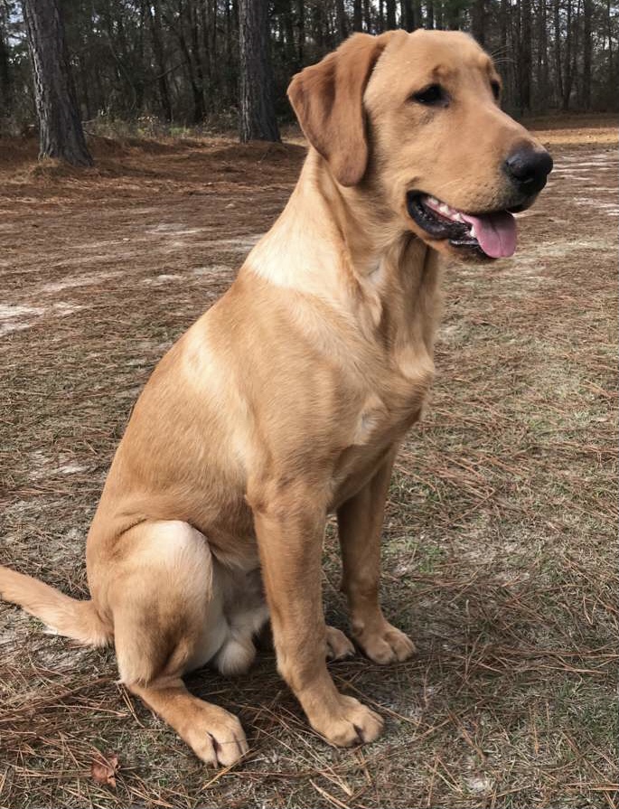 SHR Ducktowns Simply Silo | Yellow Labrador Retriver