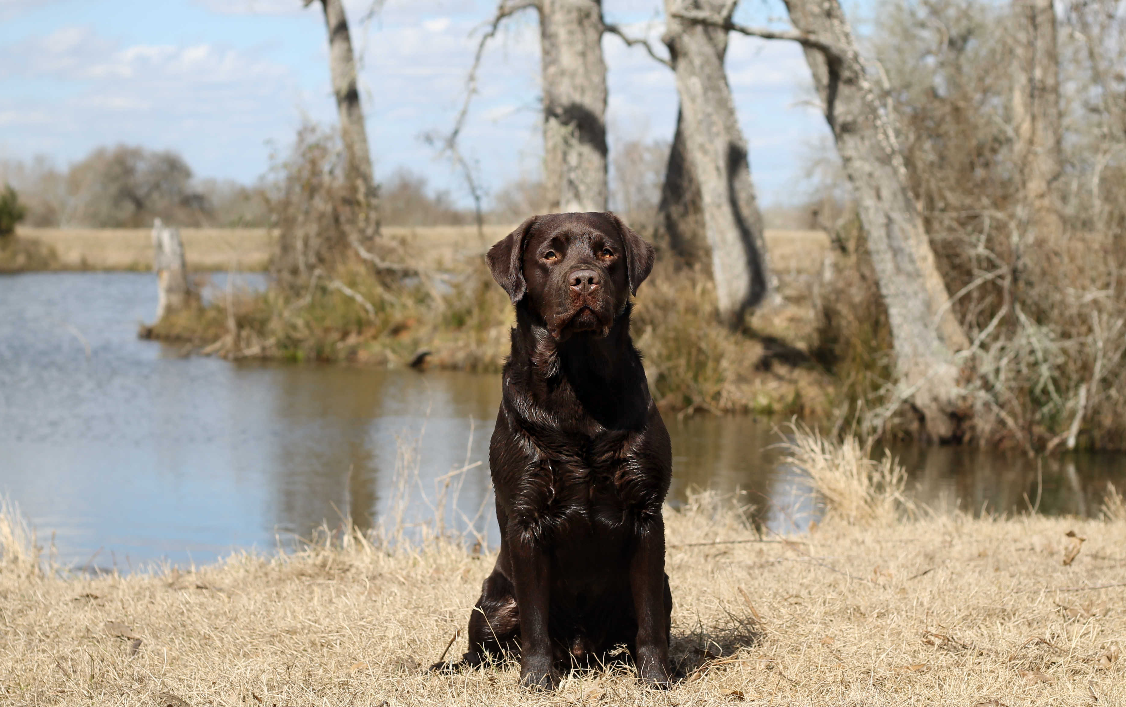 Newlander's Whiskey River CGCU CGCA | Chocolate Labrador Retriver