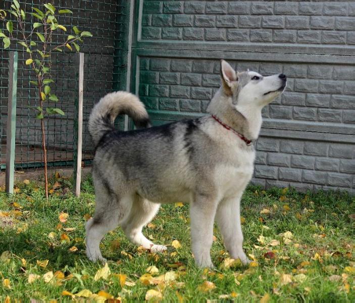 RAFF STAR DONBASS | Alaskan Malamute 