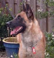 Bunny van het Berkenmeer | Belgian Malinois 