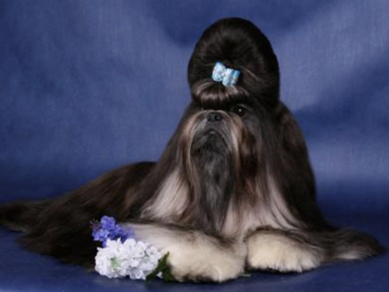 Wenrick’s Distinnctly Unique | Shih Tzu 