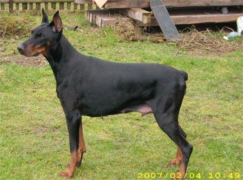 Kassandra v. Sachsen-Anhalt | Black Doberman Pinscher