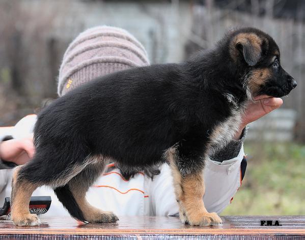 Weitenshof Zalta | German Shepherd Dog 