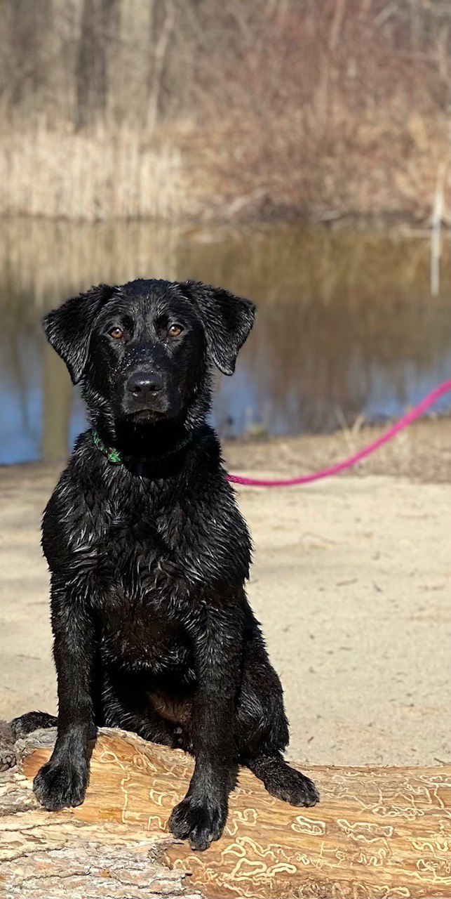 From Whispers To Roars | Black Labrador Retriver