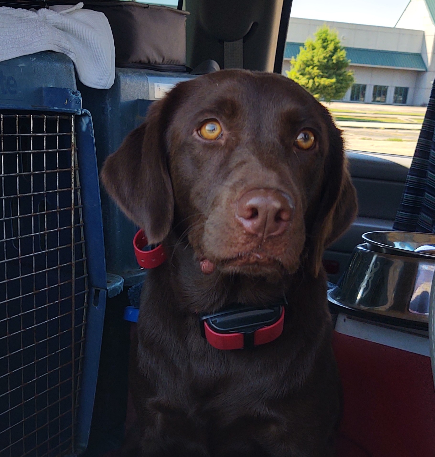 Uplandhills Charlie'sAngel Of Black Ice Retrievers | Chocolate Labrador Retriver