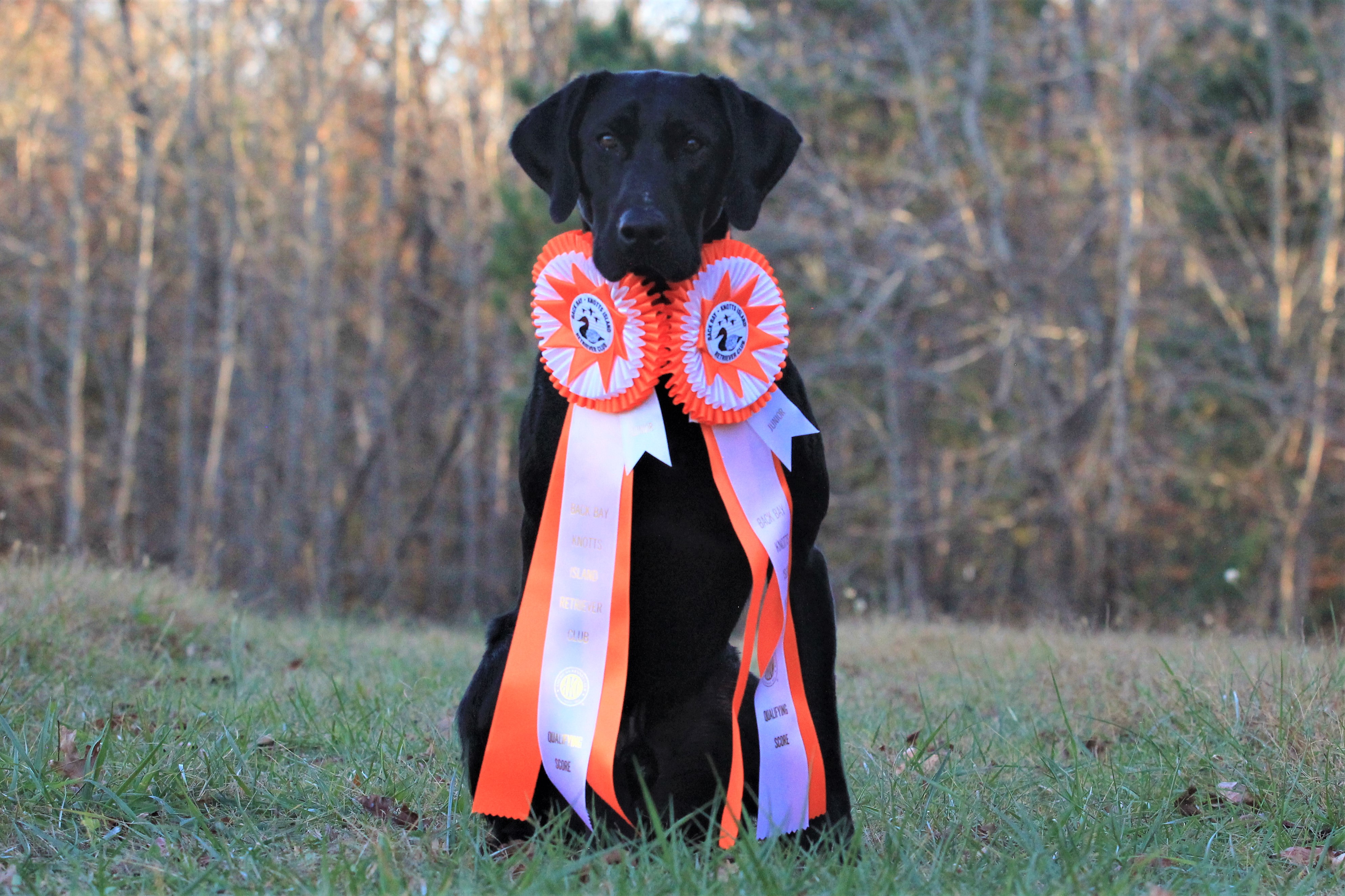 SHR Westwinds Bayou Teche Warrior Chief JR | Black Labrador Retriver