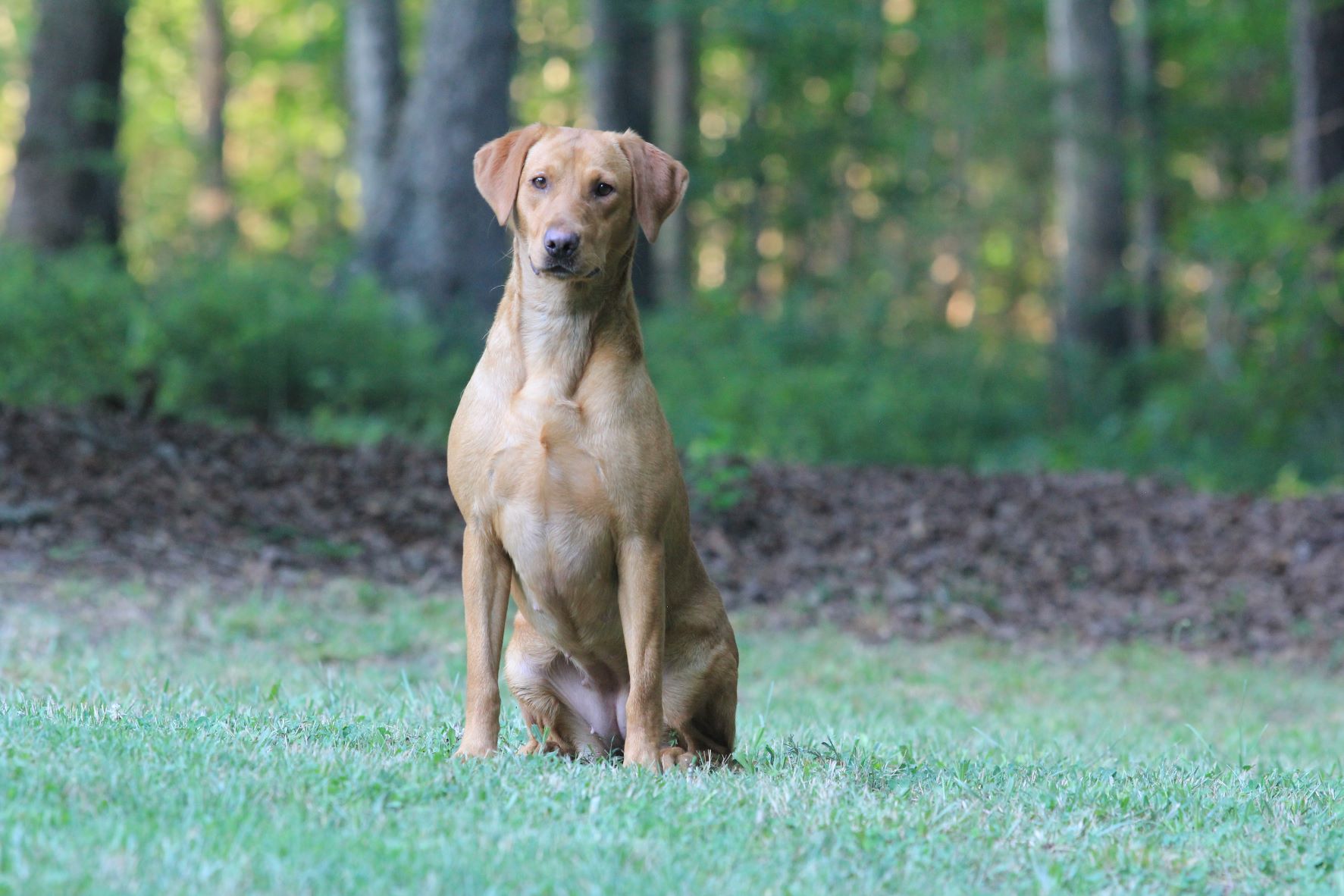 SHR Babe Westwinds Big Swing | Yellow Labrador Retriver