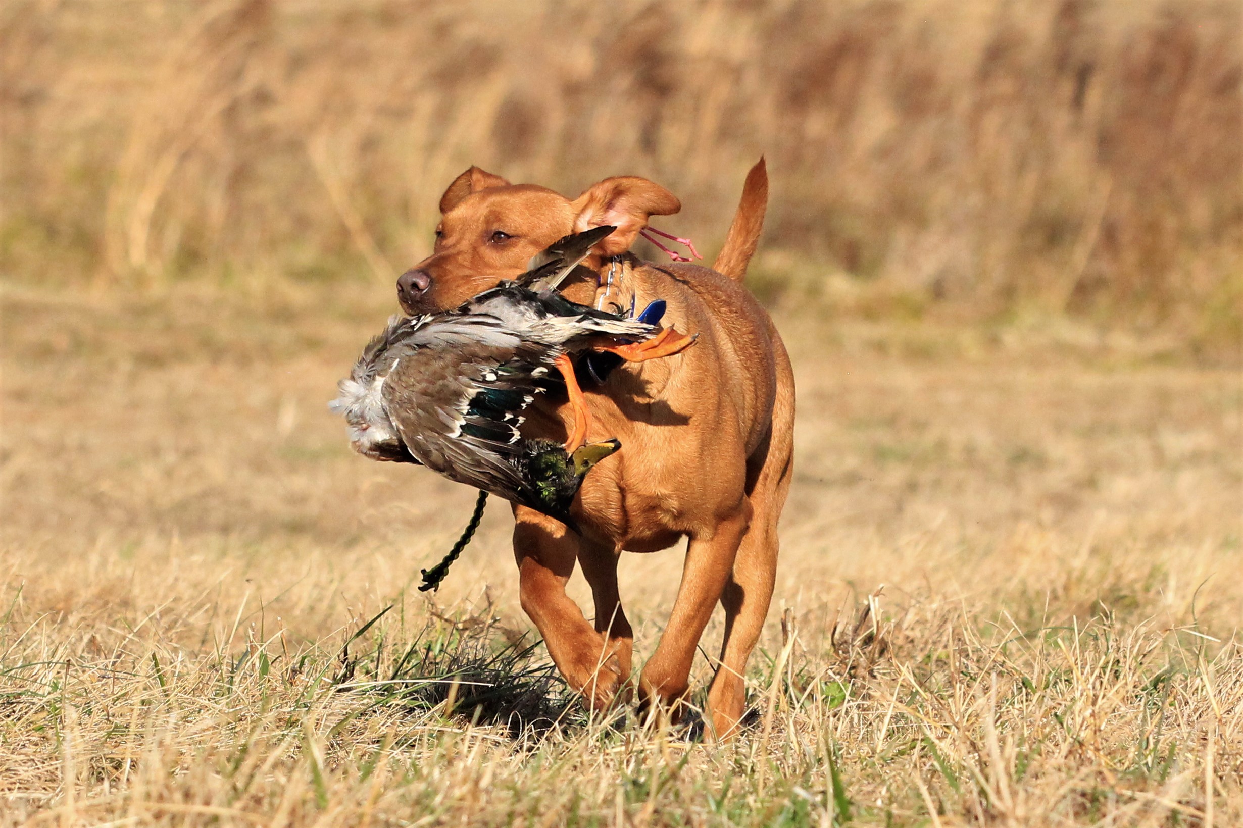 Westwinds One Hot Ginger Girl | Yellow Labrador Retriver