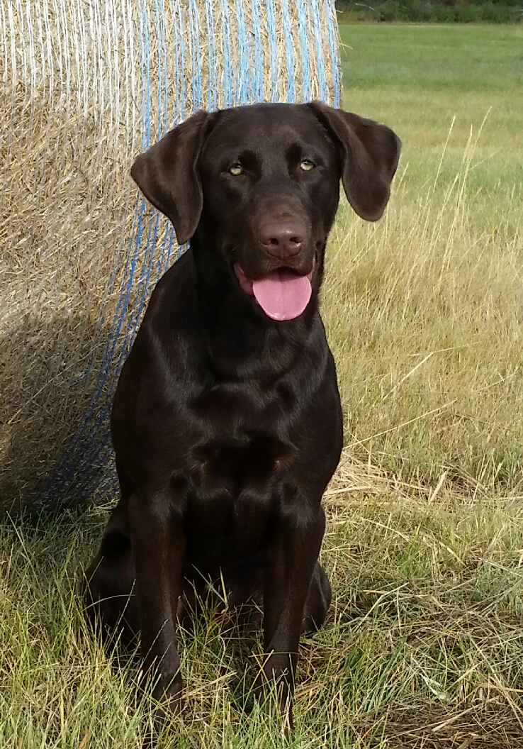 Black Ice's Answered Prayer Manna | Chocolate Labrador Retriver