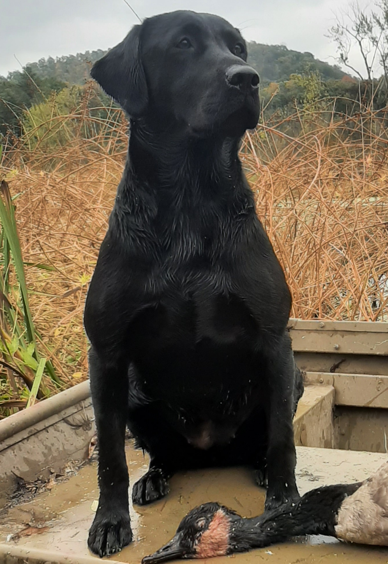 Tropple's Double Grits Risky Cricket | Black Labrador Retriver