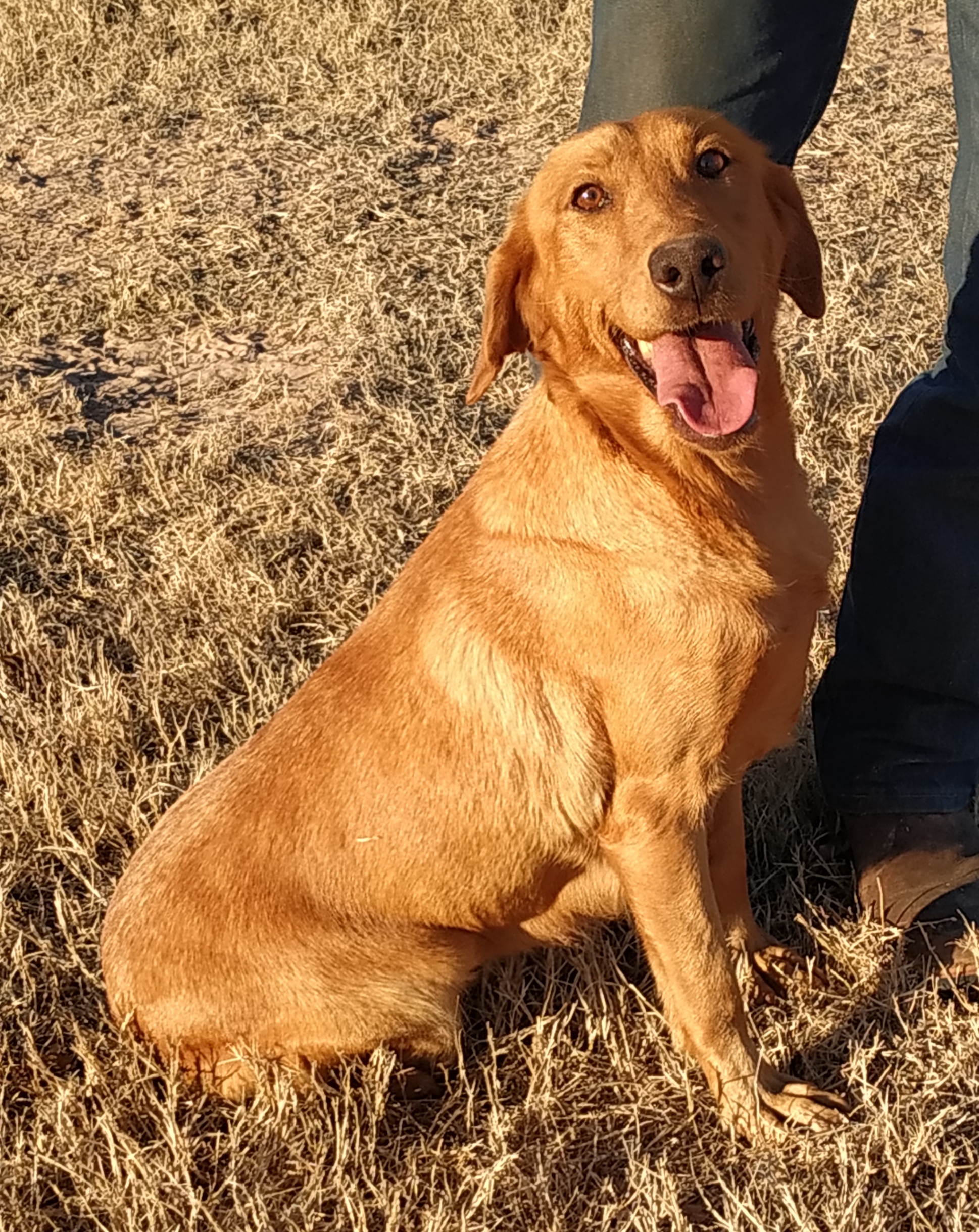 Tommy's Low Ryder Of Washita | Yellow Labrador Retriver