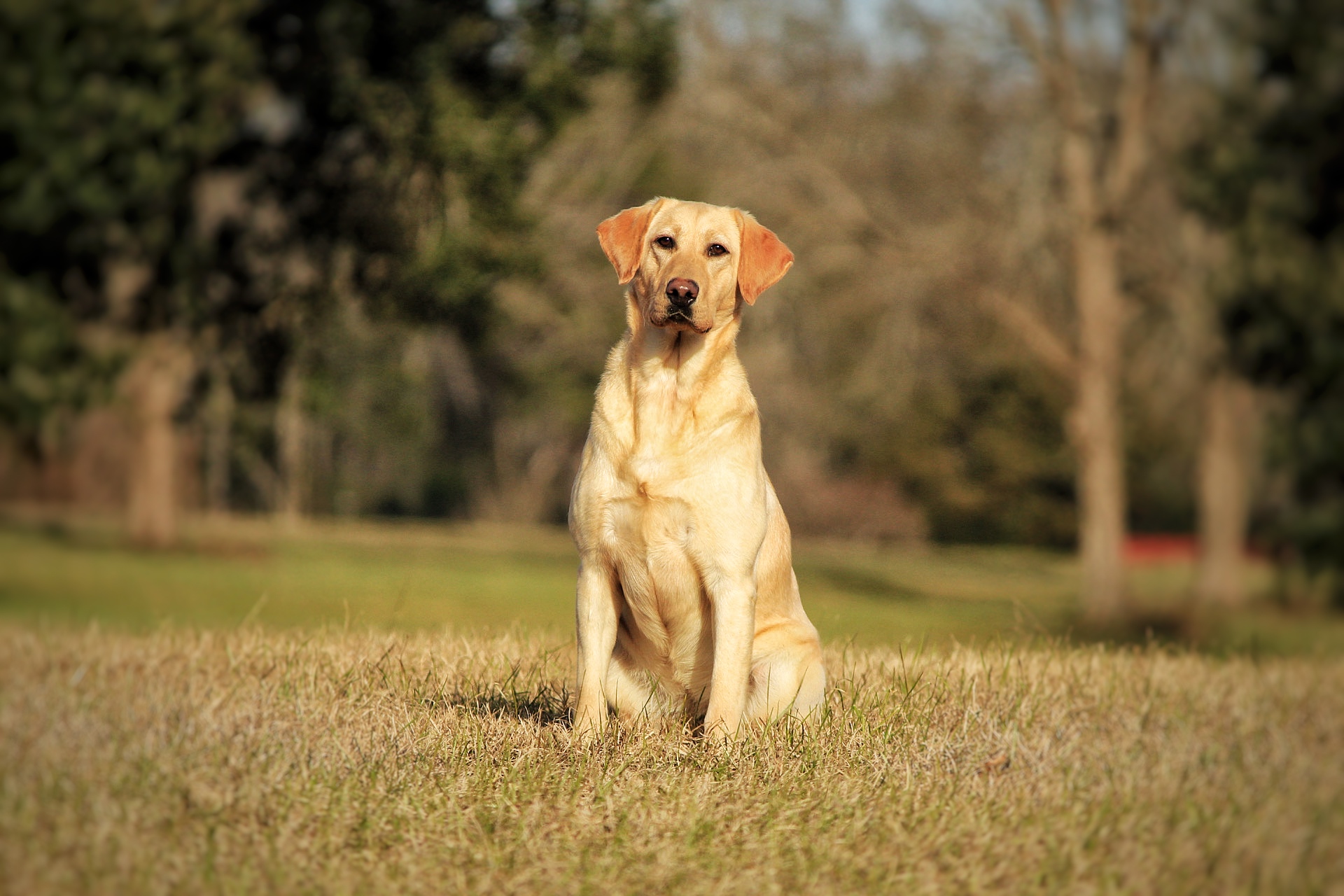 Never Fails Xena | Yellow Labrador Retriver