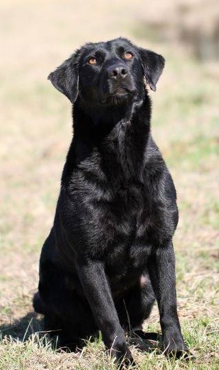 HR King's Sureshot Remi | Black Labrador Retriver