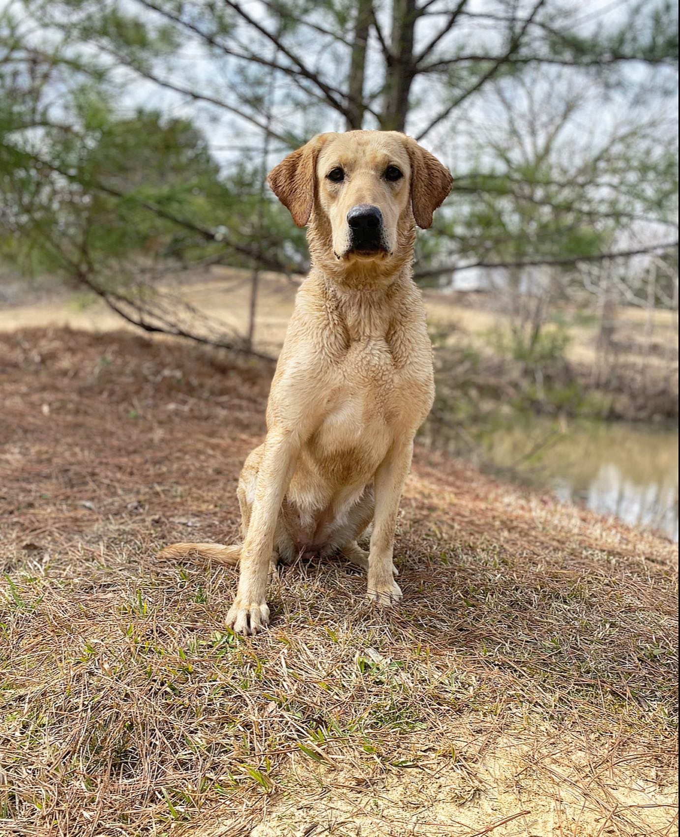 SHR Three Lakes Labradors Rock Me Mama CGCA CGCU | Yellow Labrador Retriver