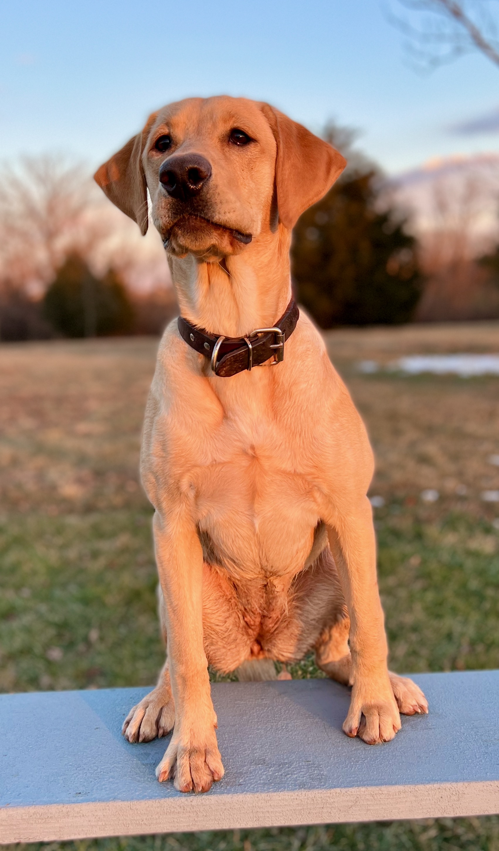 Hard Run Be Forsale | Yellow Labrador Retriver