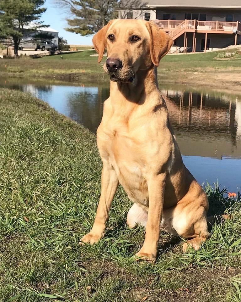 HRCH UH CCK's Gauge's DJK's Raksha | Yellow Labrador Retriver