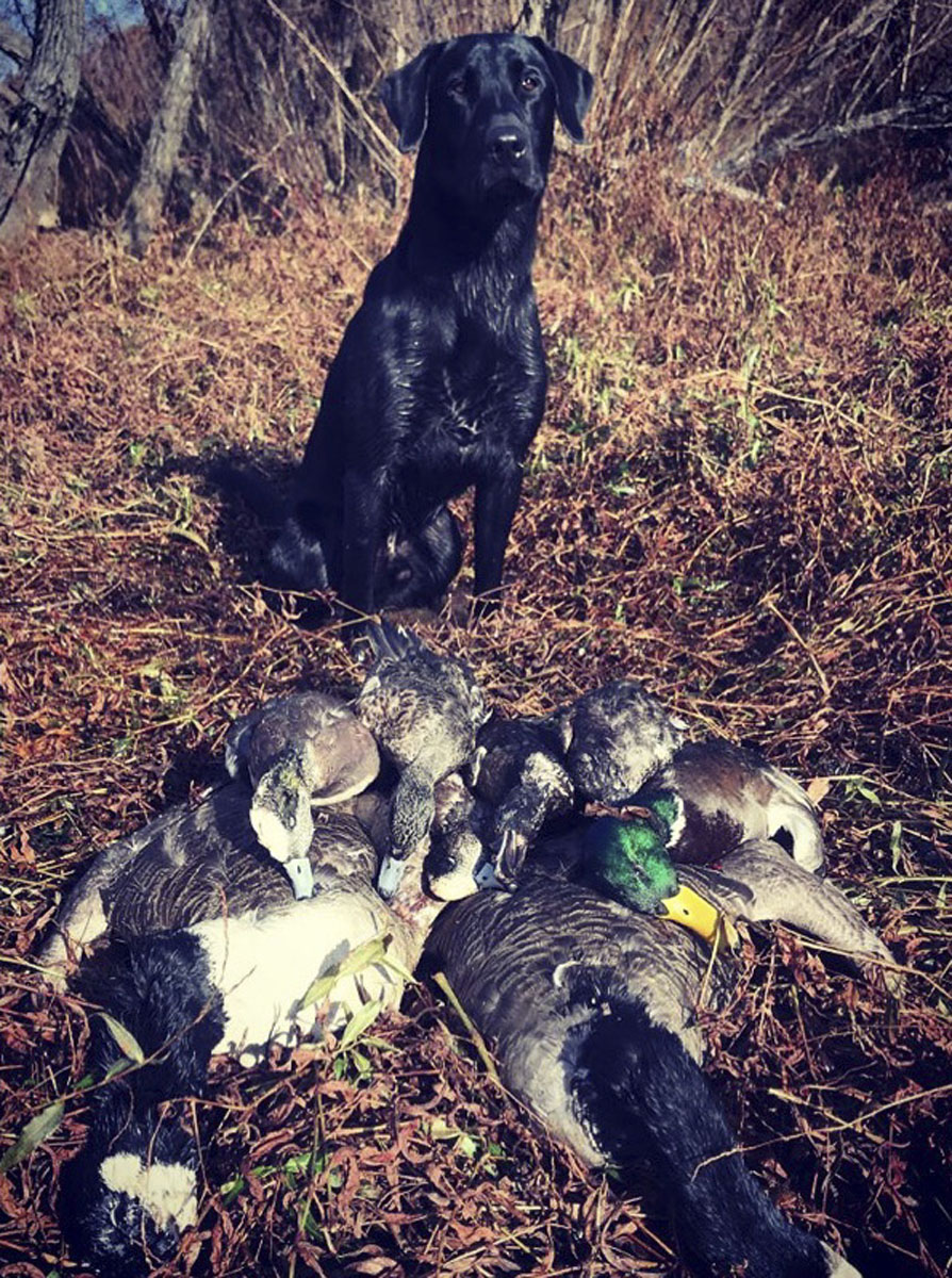 Jake's Runnin Afowl SH | Black Labrador Retriver