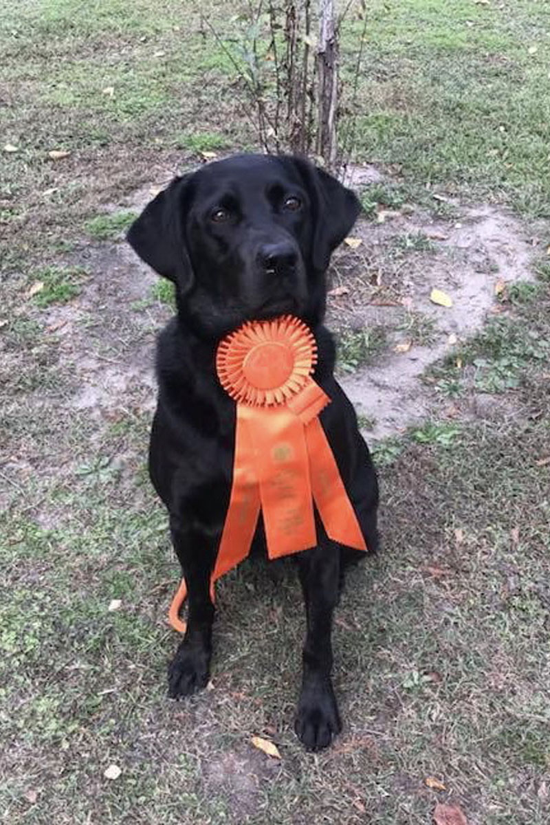 Twin Lakes Kate Moss Dakota Girl MH | Black Labrador Retriver