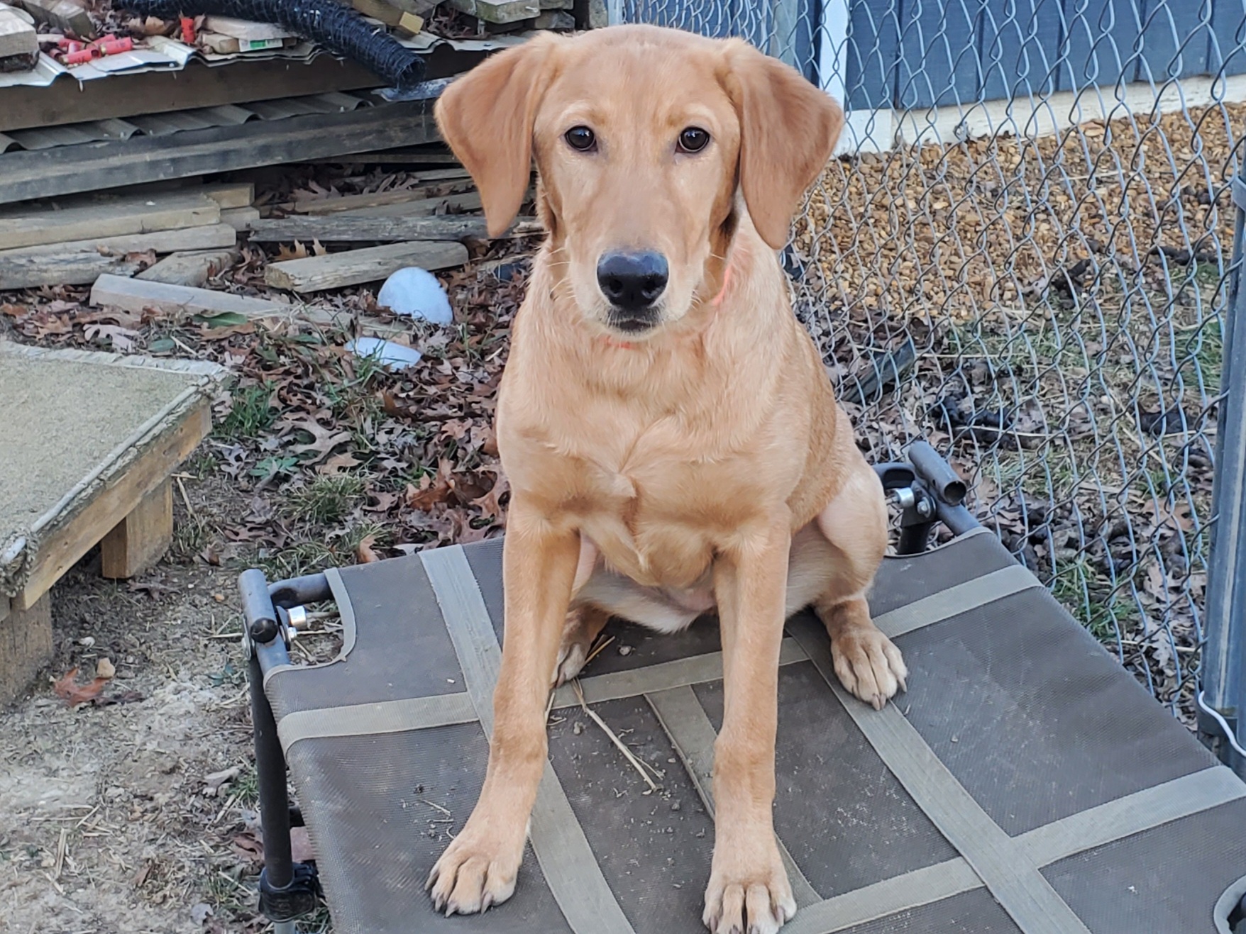 Drama | Yellow Labrador Retriver