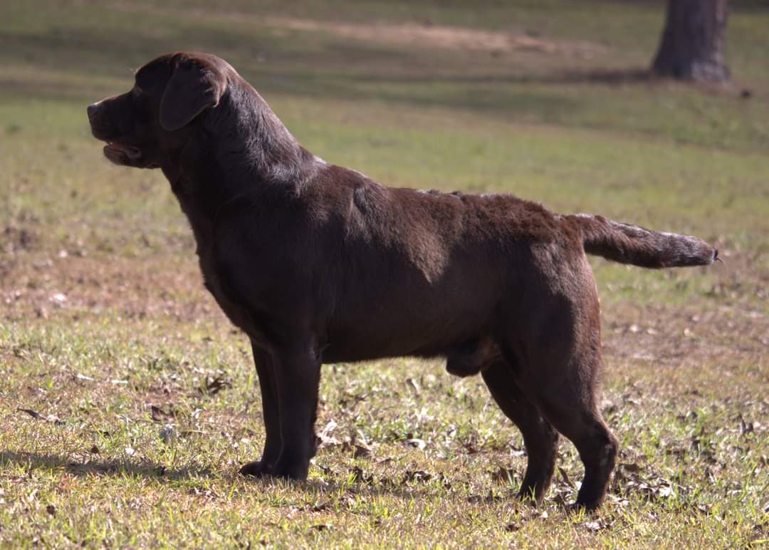 Int. CH Am CH River's Smooth Talkin' Southern Gentleman WC ATT | Chocolate Labrador Retriver