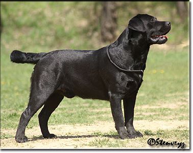 Multi CH Int. CH Stenveyz Point Of View | Black Labrador Retriver