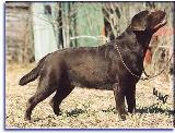 Antalas Coca Cola | Chocolate Labrador Retriver