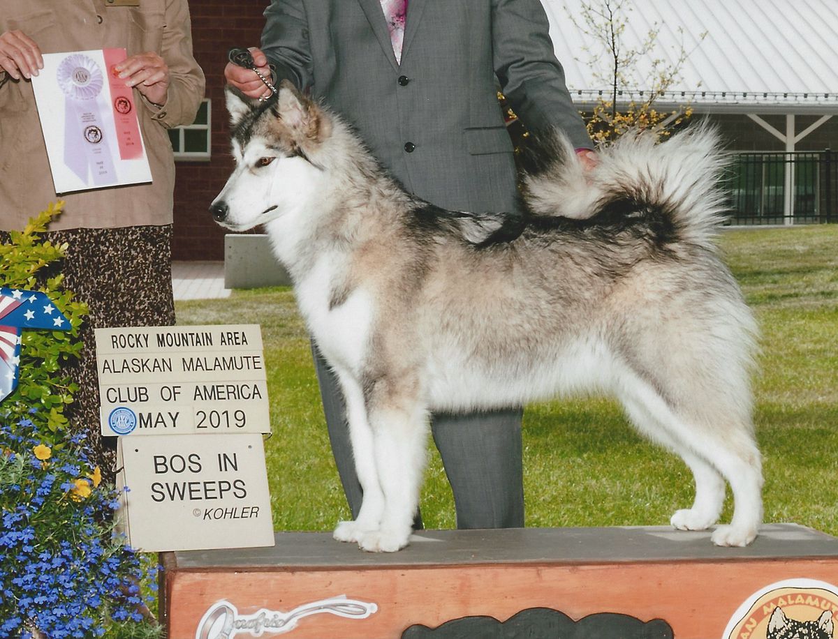 Manahata and Cabin Fevers Amazing Grace | Alaskan Malamute 