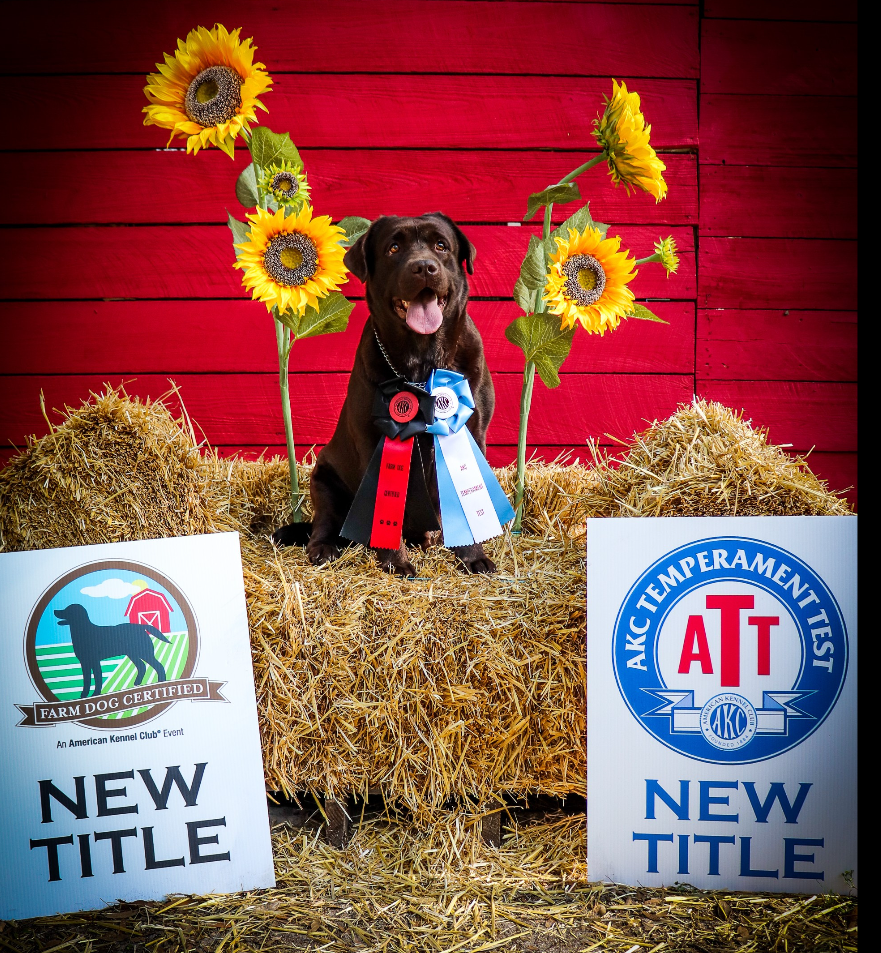 Int. CH Edlen House Rati DJ FDC ATT | Chocolate Labrador Retriver