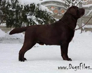 CH BIR Viking Skarb Serca | UNKN Labrador Retriver