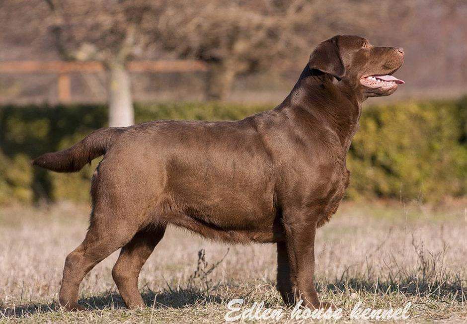 Edlen House Amontiliado | UNKN Labrador Retriver