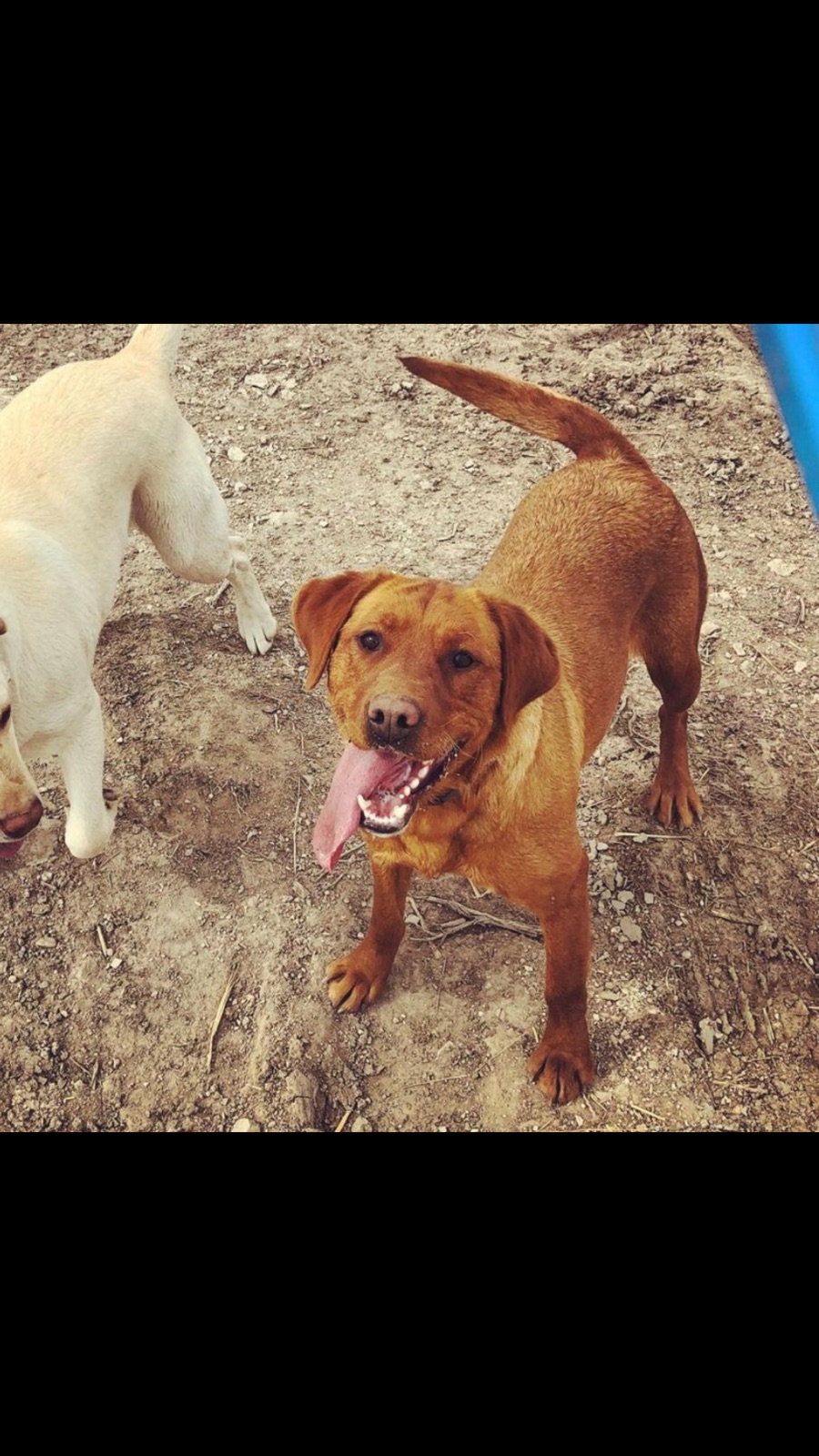 Pine Canyon Labs Ruby Hera | Yellow Labrador Retriver