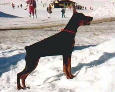 Ria Royal Bell | Black Doberman Pinscher