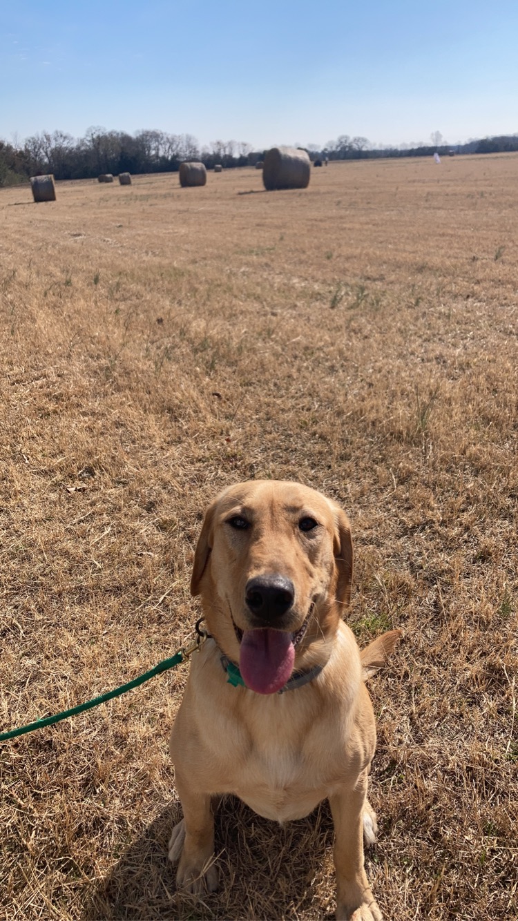 Critus The Menace | Yellow Labrador Retriver