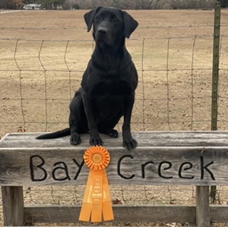 HR Maggie’s  Black Water Piper | Black Labrador Retriver