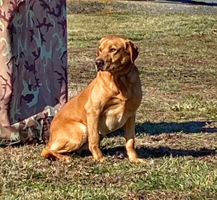 High Point Tanner SH | Yellow Labrador Retriver