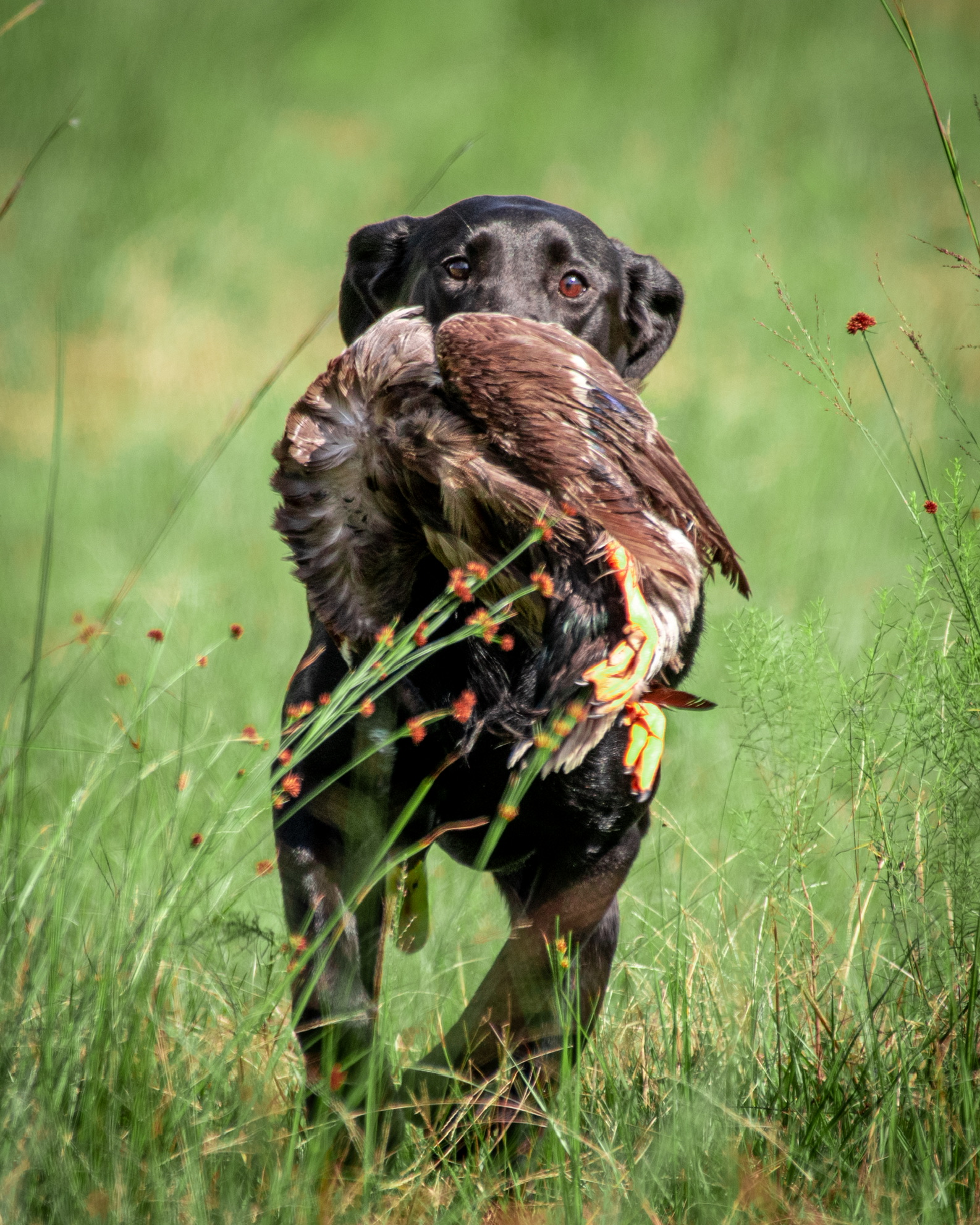 Perkins Swarming The Swamp | Black Labrador Retriver