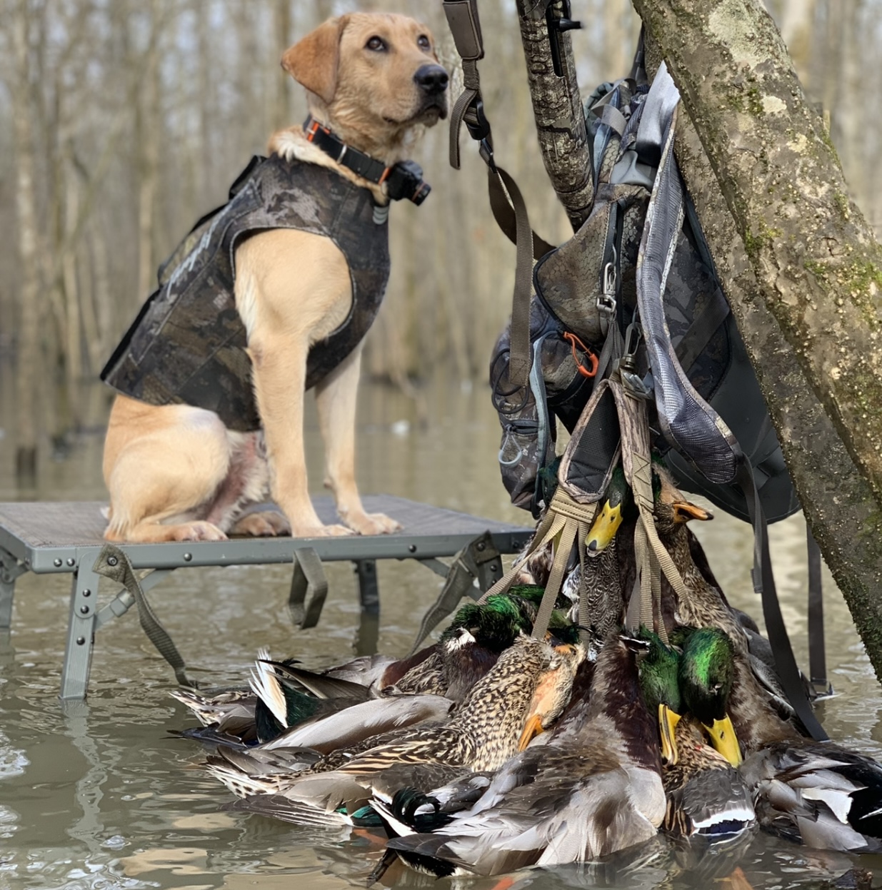 Ace Basin's Remington | Yellow Labrador Retriver