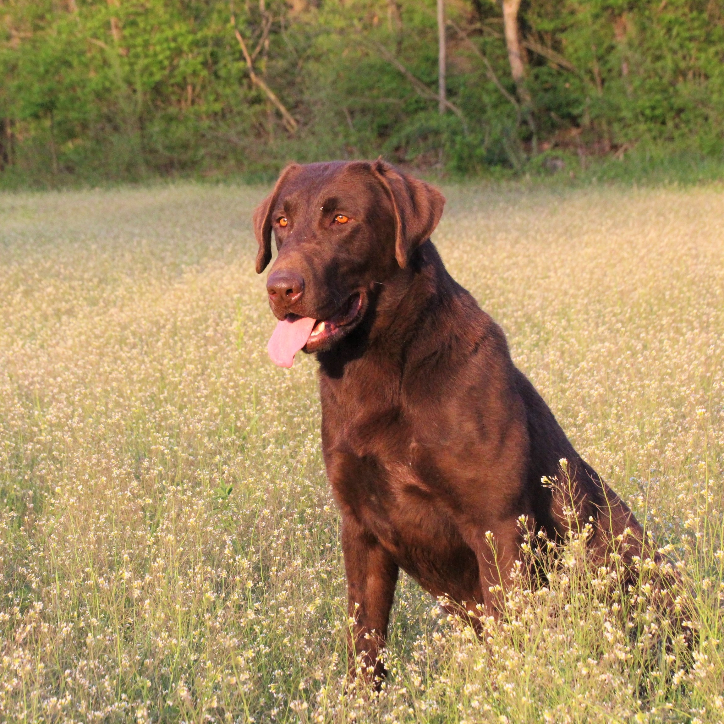 Trinity Oaks Blue Storm | Chocolate Labrador Retriver