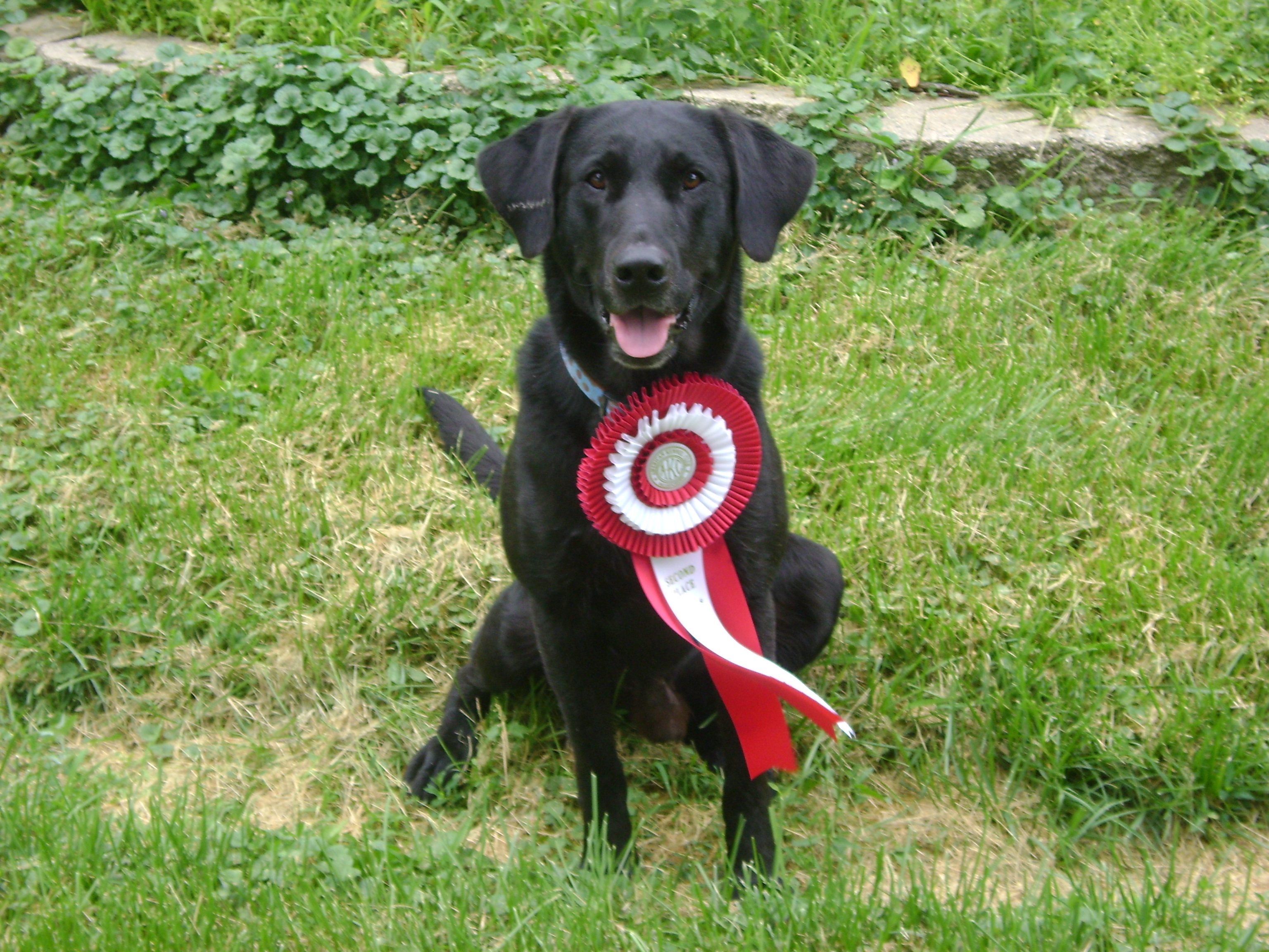 Forneris' Cioccolato Julius Caesar qaa | Black Labrador Retriver