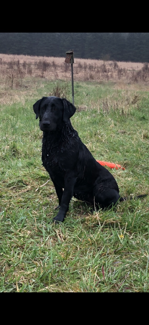 Gator Point’s Paris Windstorm MH | Black Labrador Retriver