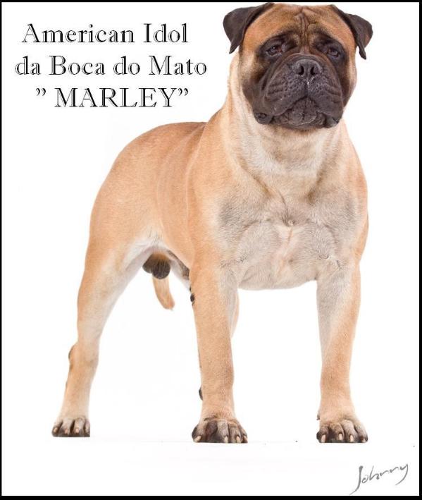 AMERICAN IDOL EV DA BOCA DO MATO | Bullmastiff 