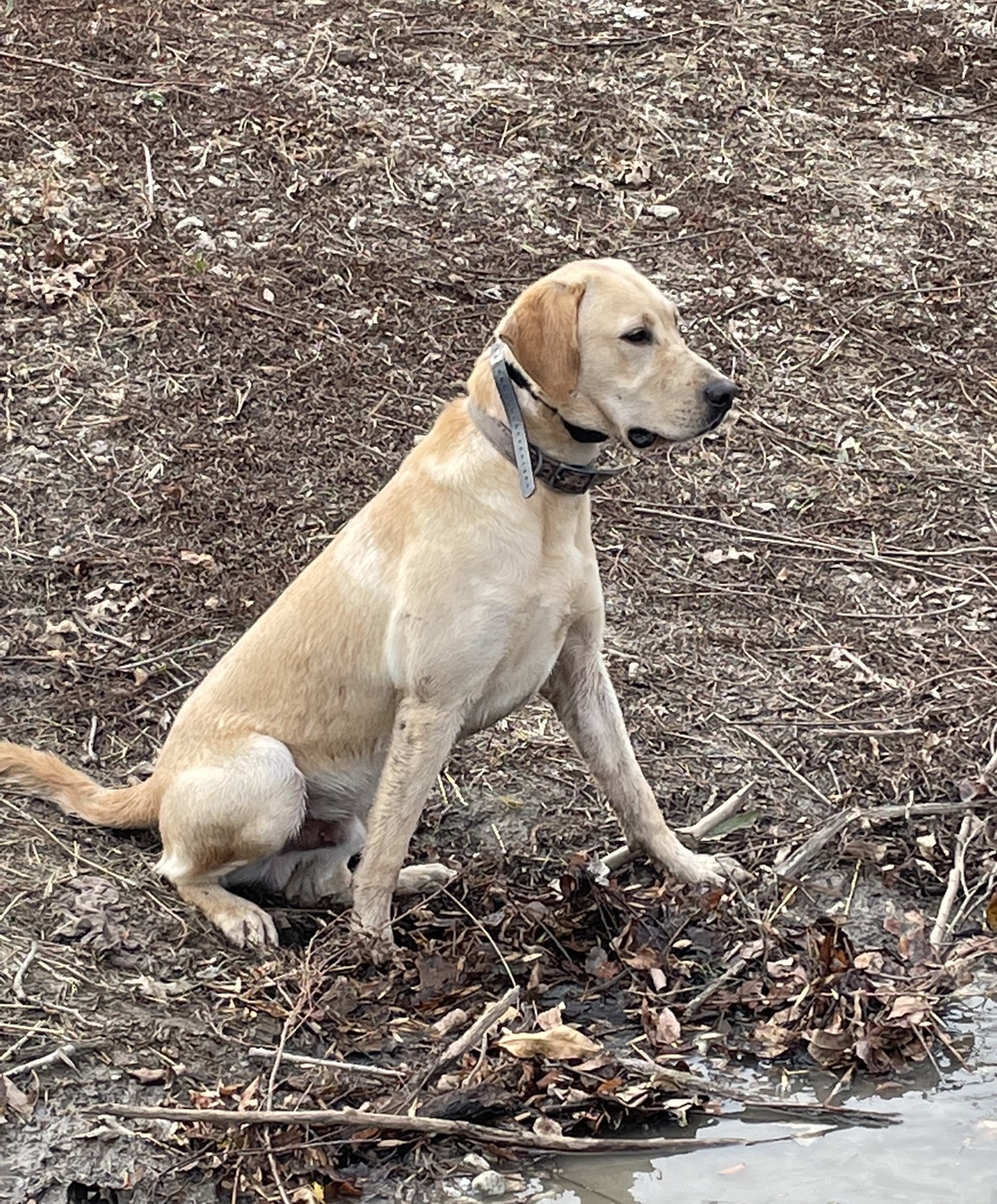 Missouri River's Fowl Mouth Preacher | Yellow Labrador Retriver