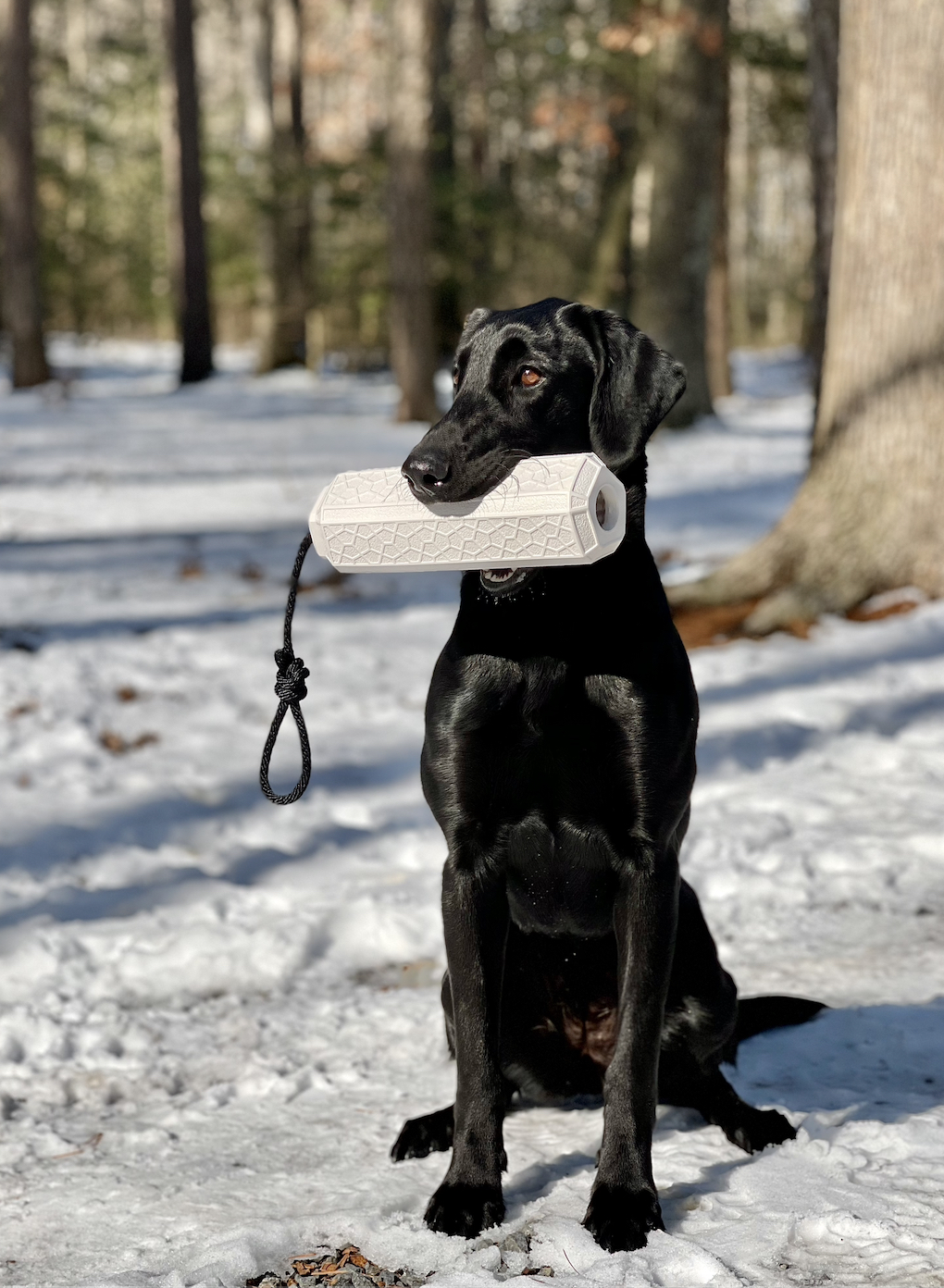 Goose Creek's Bet It All On Black | Black Labrador Retriver