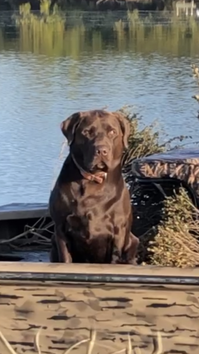 Whiskey Rivers Top Shelf Brandy SH | Chocolate Labrador Retriver