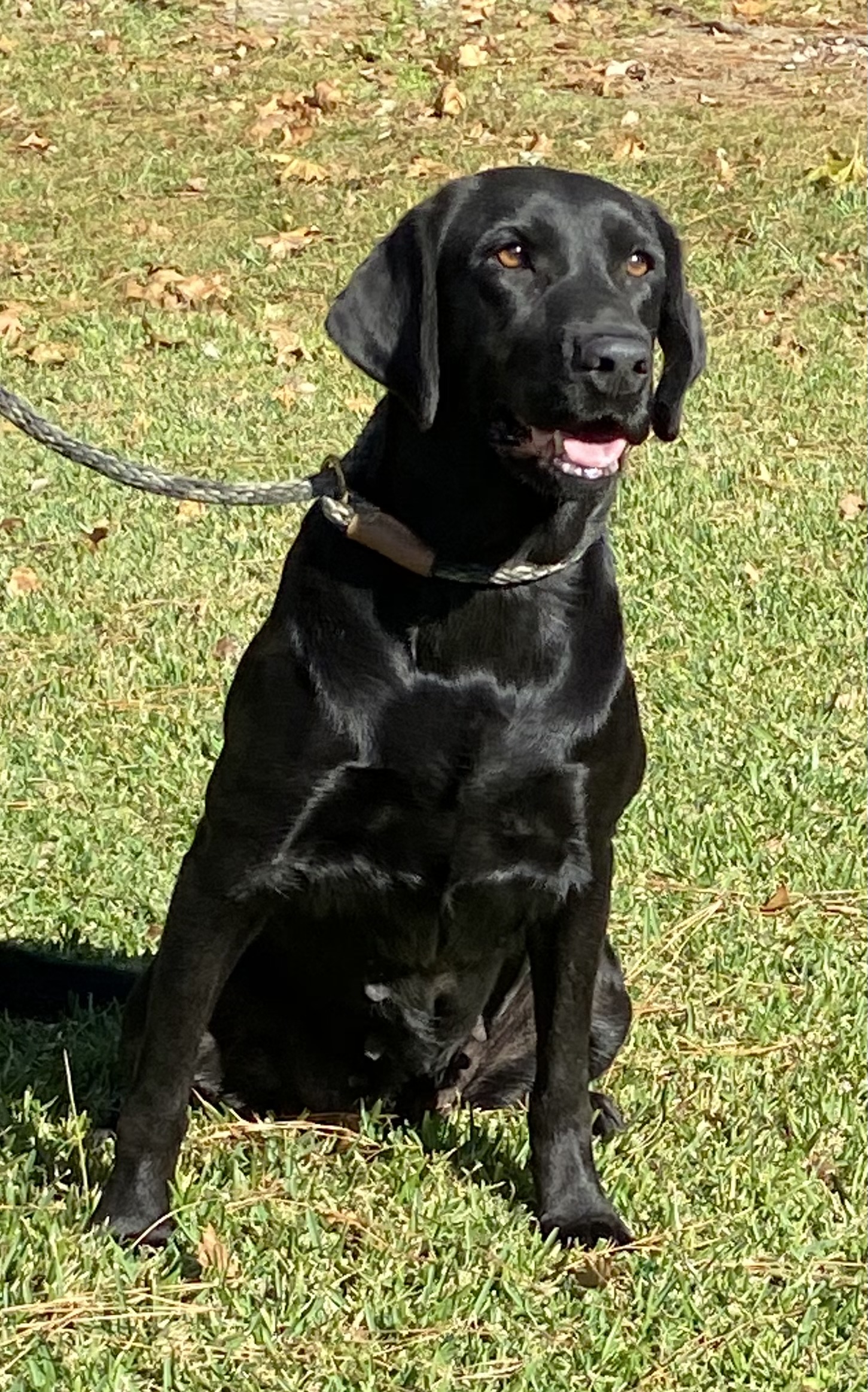 King's Lady Gertrude | Black Labrador Retriver