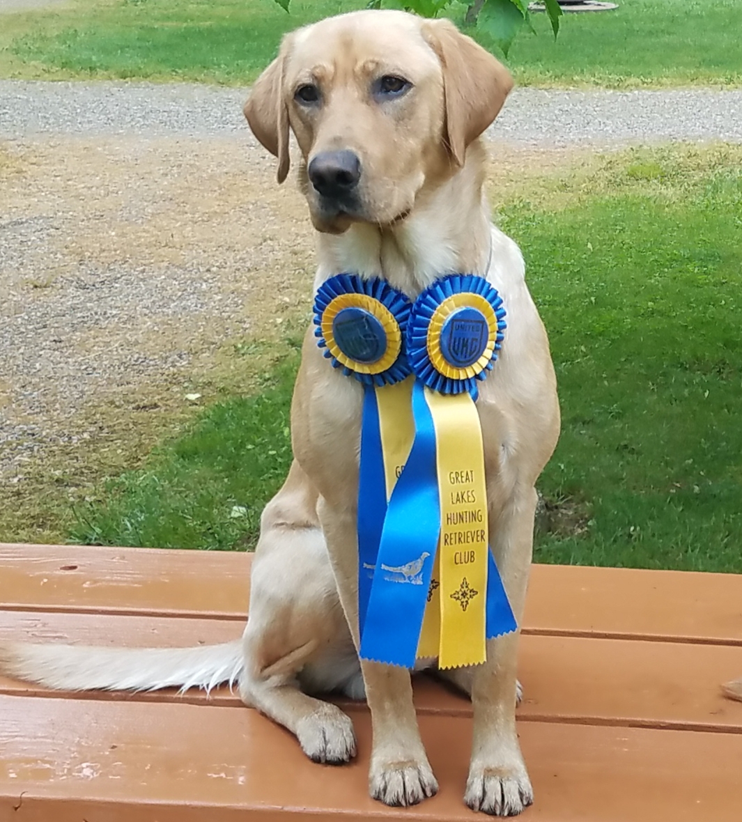 HRCH Michiganders Hc Hell On Wheels | Yellow Labrador Retriver